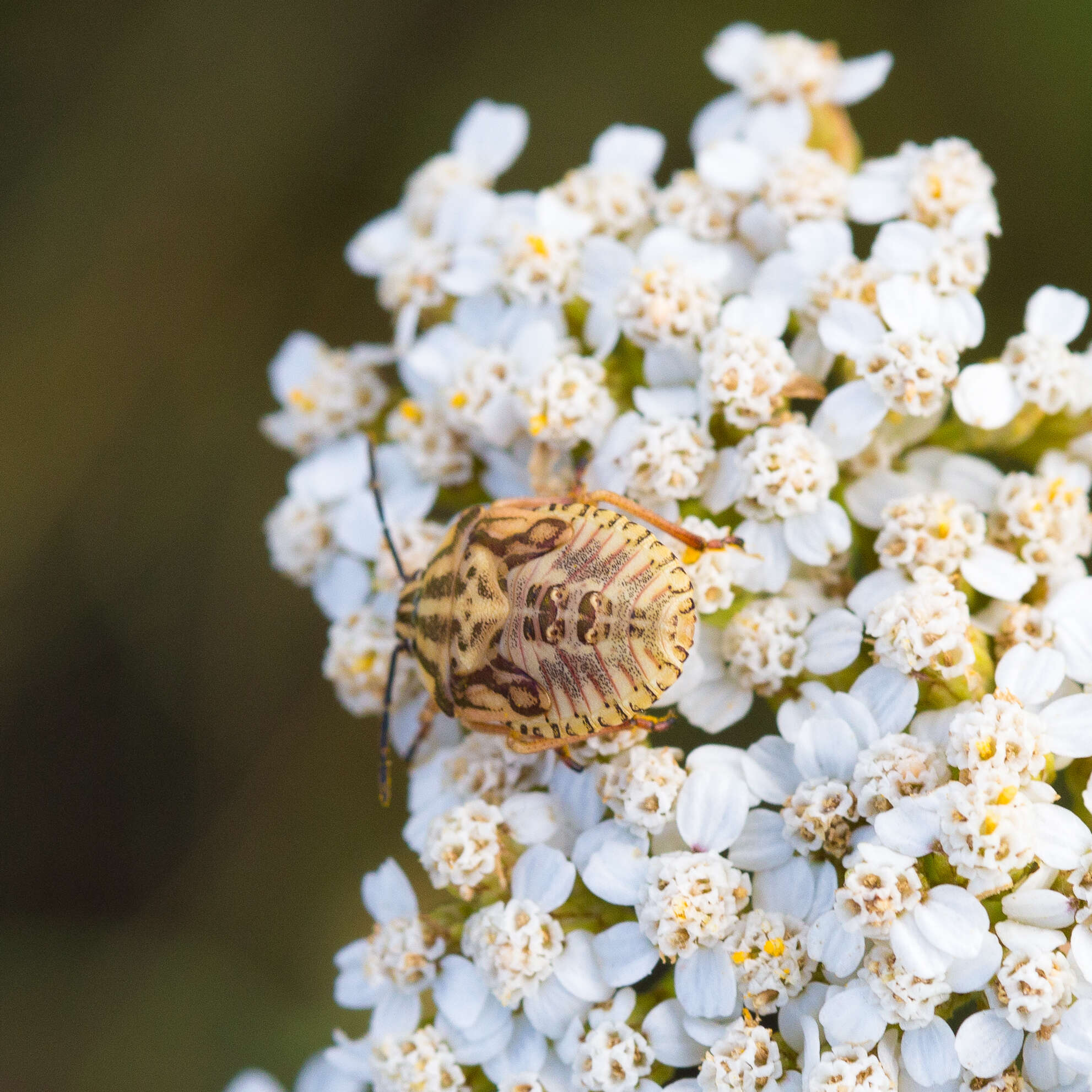 Imagem de Carpocoris