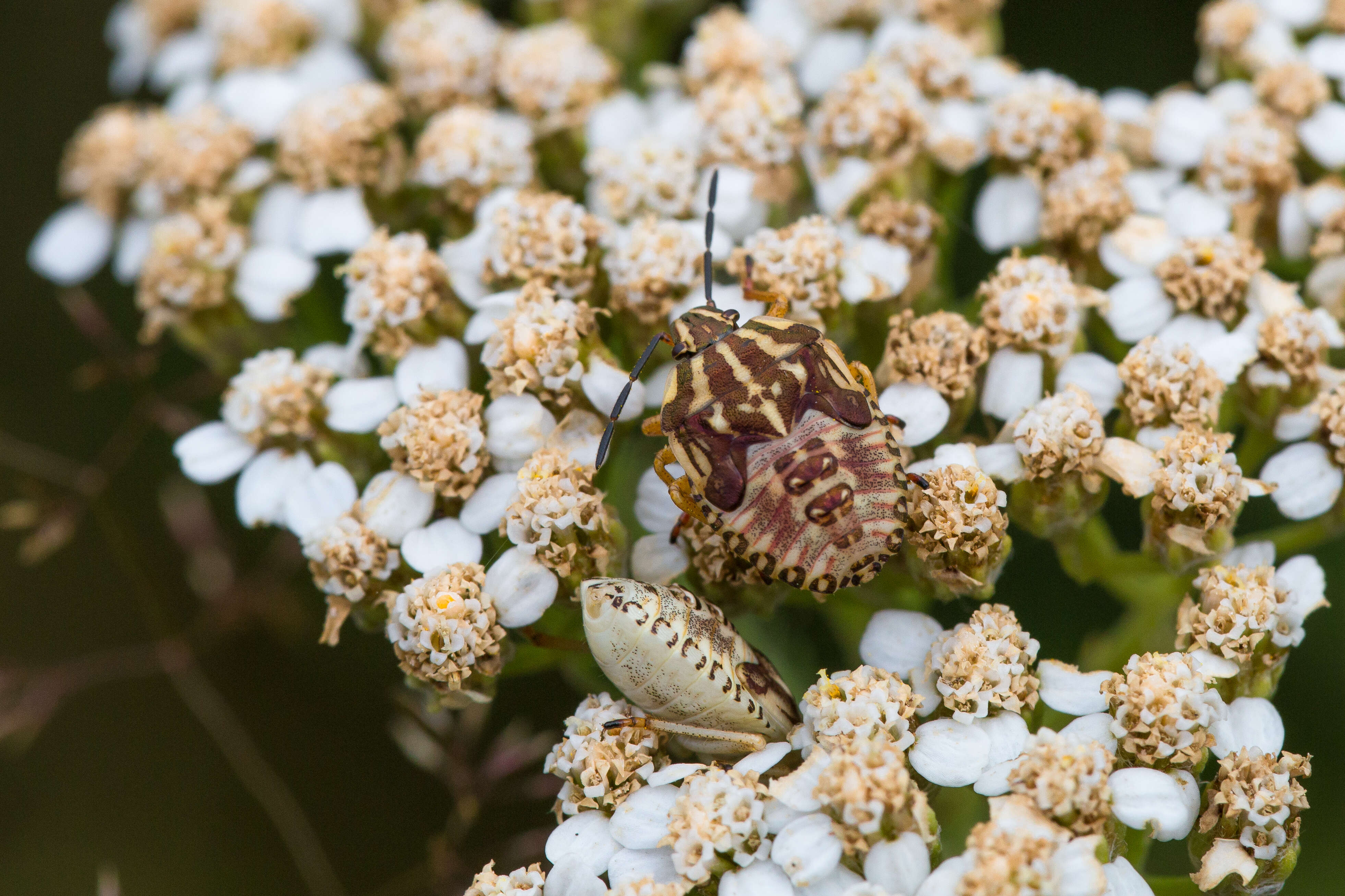 Imagem de Carpocoris