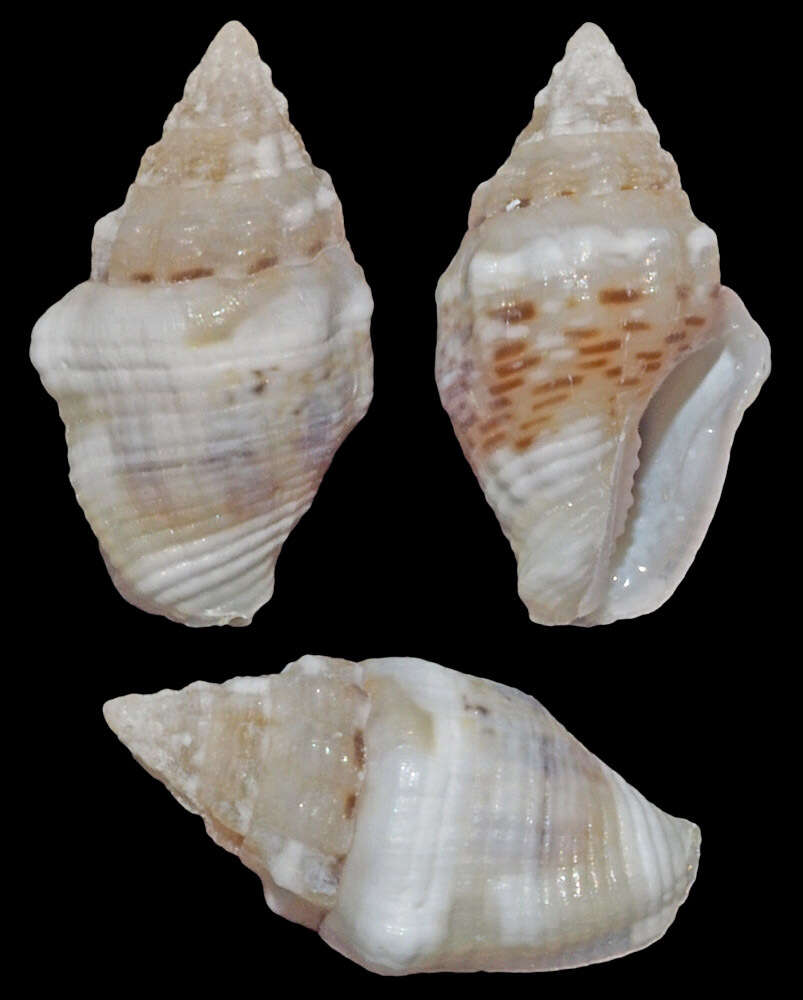 Image of Euplica varians (G. B. Sowerby I 1832)