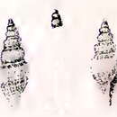 Image of Guraleus cuspis (G. B. Sowerby Iii 1896)