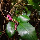 Plancia ëd Graptophyllum ilicifolium F. Muell. ex Benth.