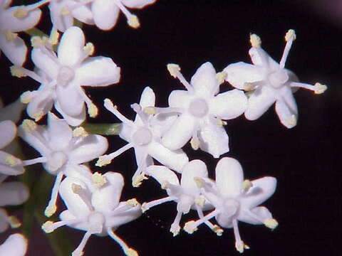 Imagem de Sambucus nigra L.