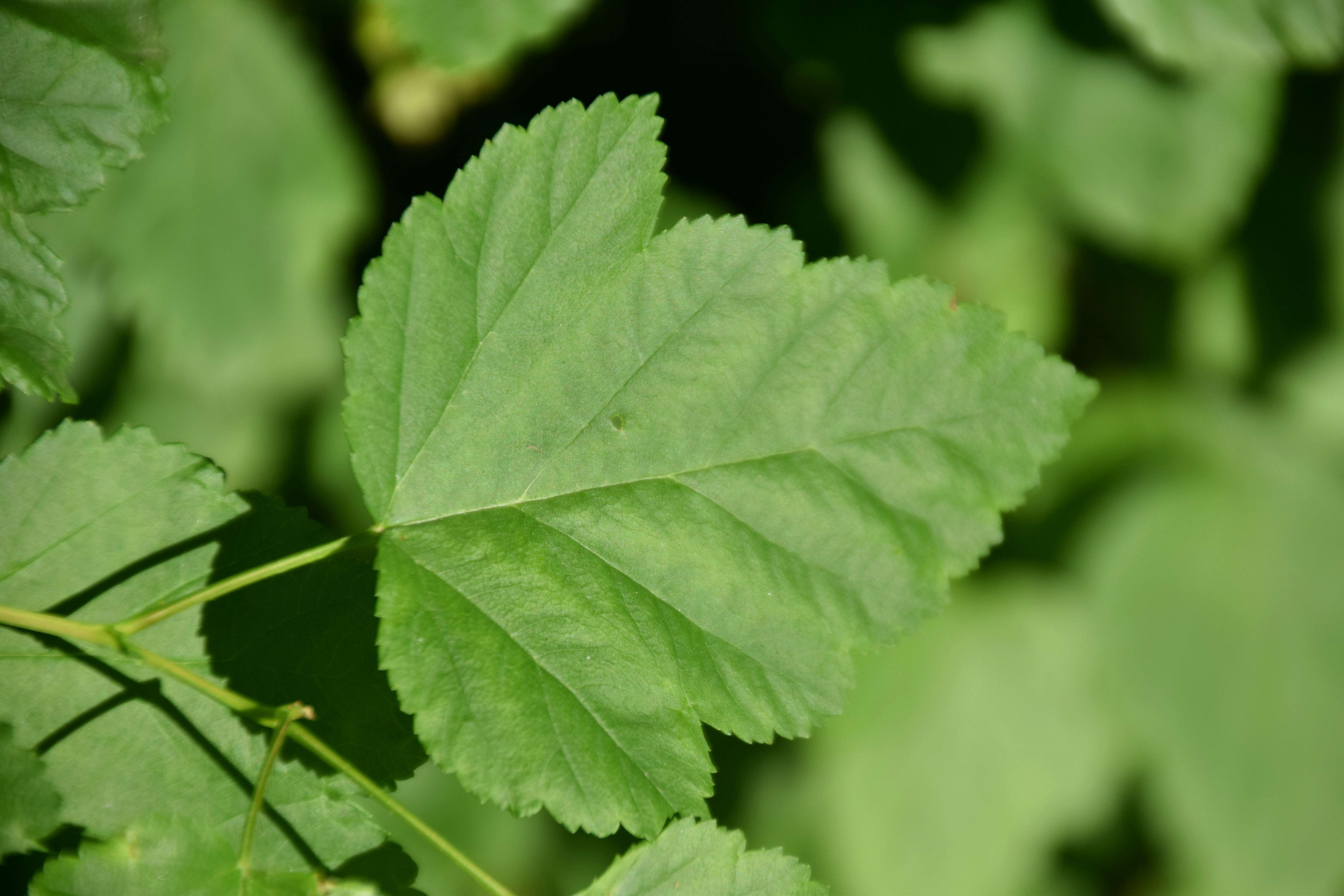 Physocarpus opulifolius (L.) Maxim. resmi