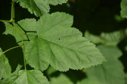 Physocarpus opulifolius (L.) Maxim. resmi