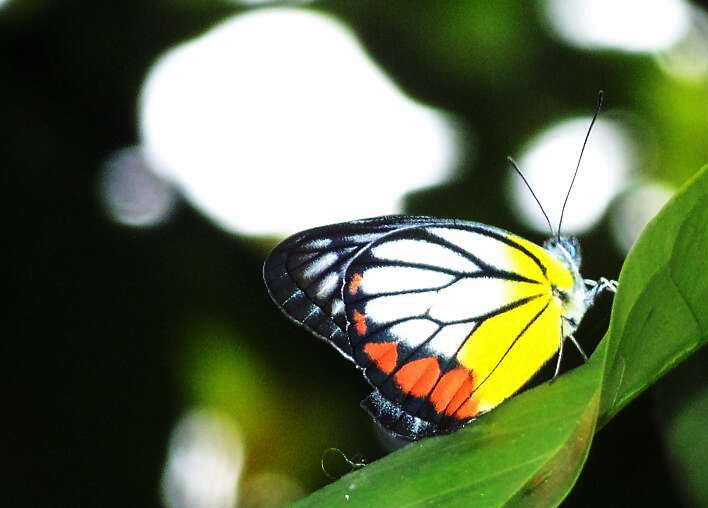 Image of Delias hyparete (Linnaeus 1758)