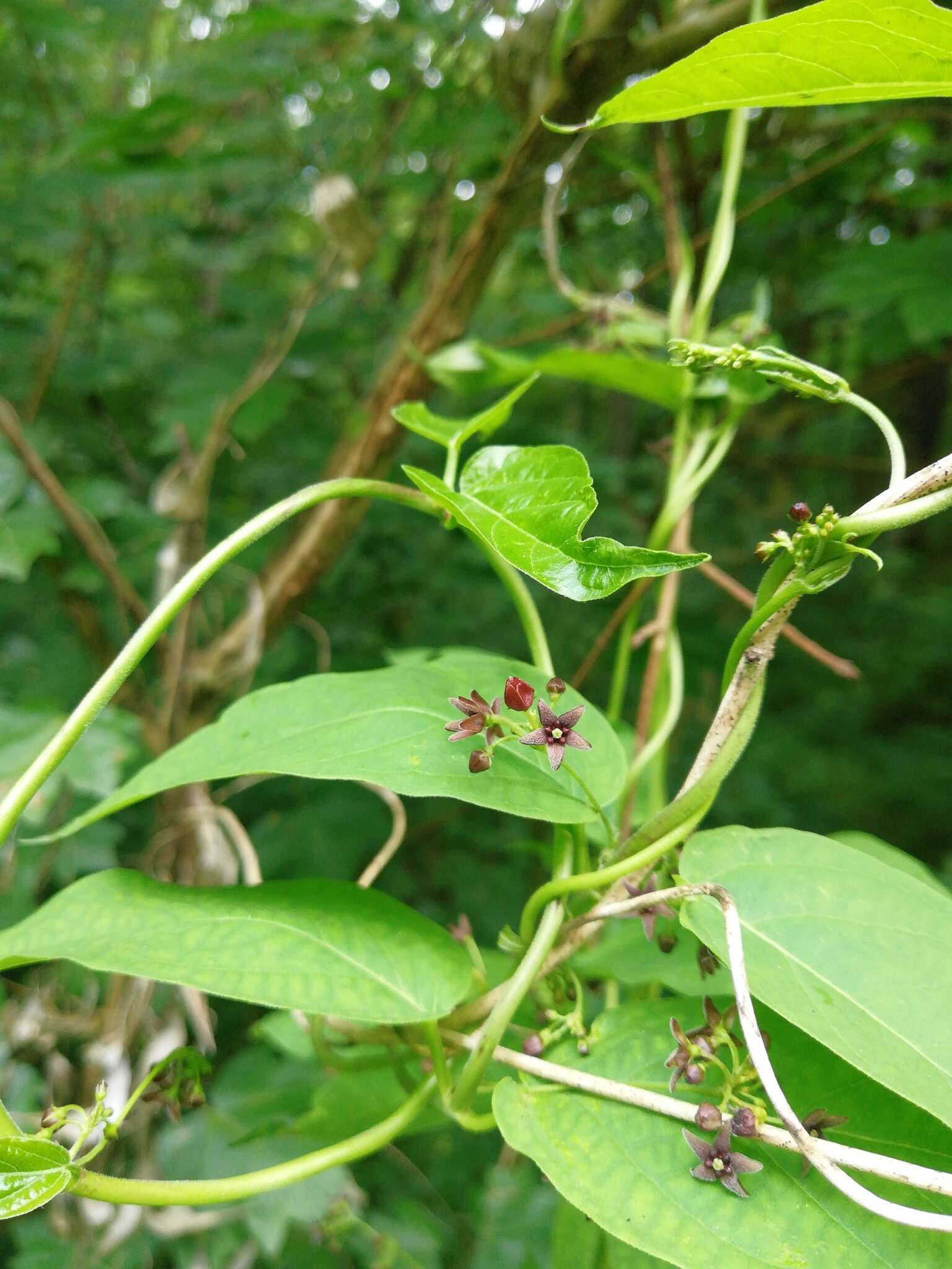 Sivun Vincetoxicum scandens Sommier & Levier kuva