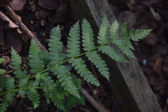 Image of Osmundastrum cinnamomeum Presl