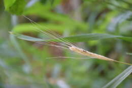 Image of einkorn wheat