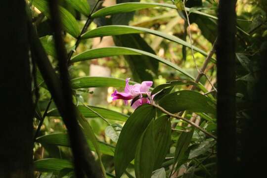 صورة Sobralia decora Bateman