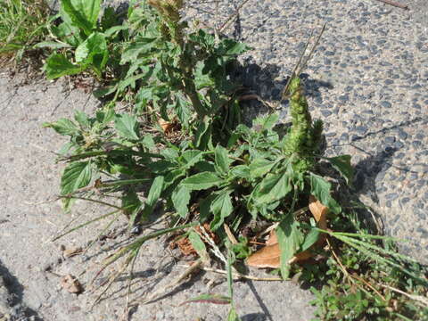 Image of redroot amaranth