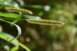 Imagem de Setaria viridis (L.) P. Beauv.