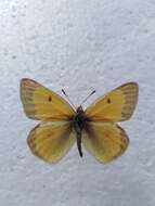 Image of Colias chrysotheme (Esper 1777)