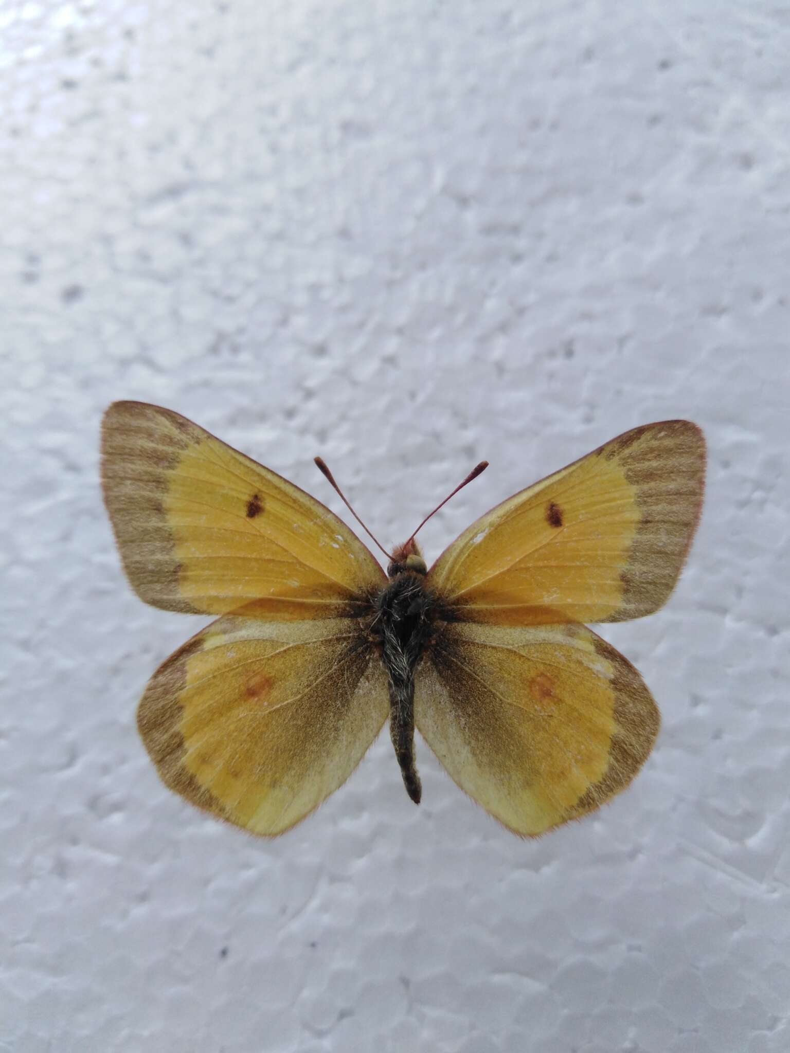 Image of Colias chrysotheme (Esper 1777)