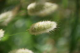 Image of harestail grass