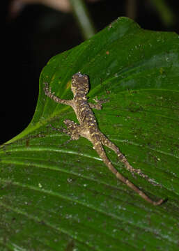 Image of Slender Anole