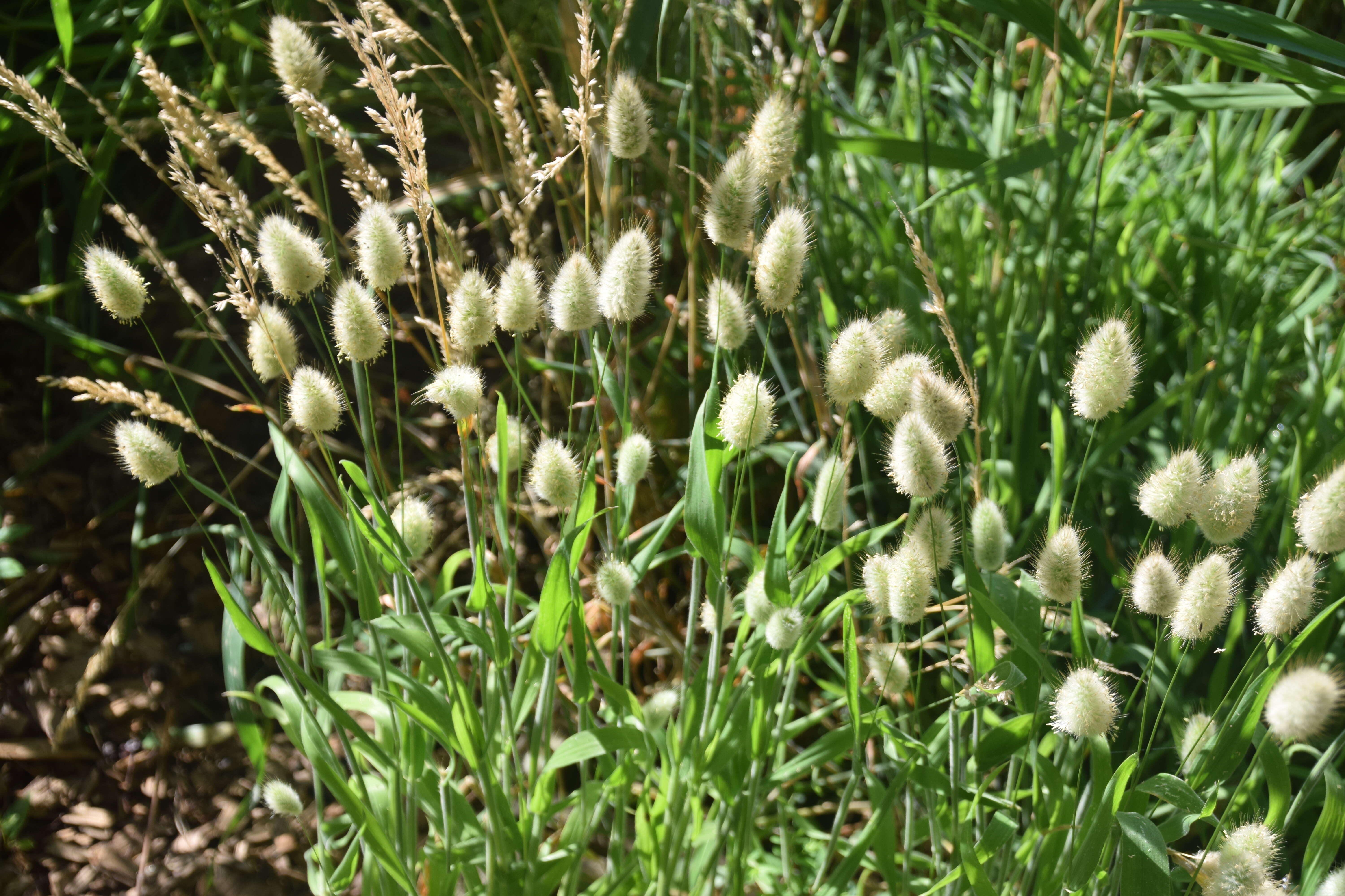 Image of harestail grass