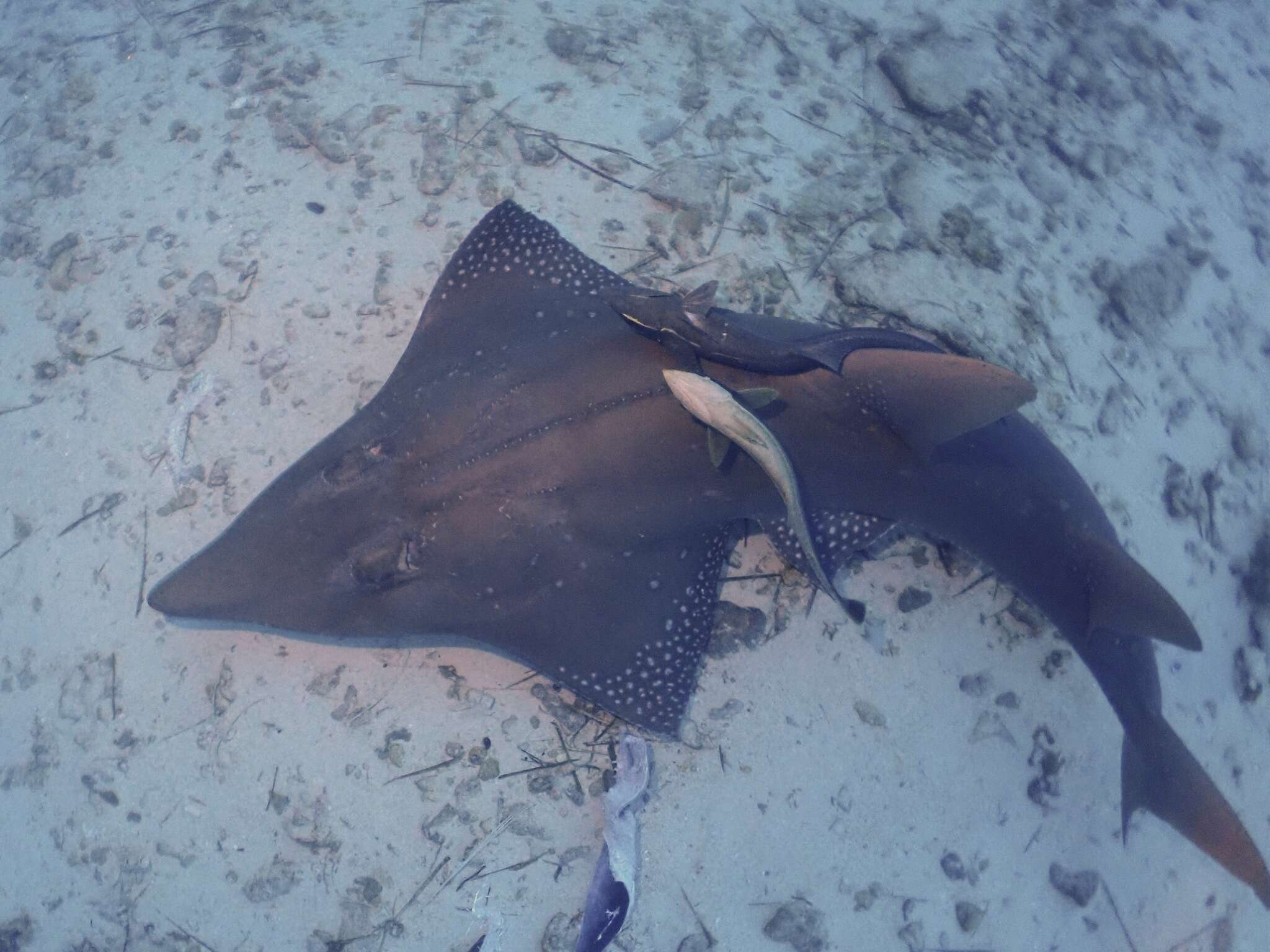 Image of White-spotted Guitarfish