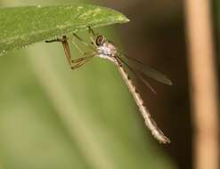 Image of Leptogaster flavipes Loew 1862