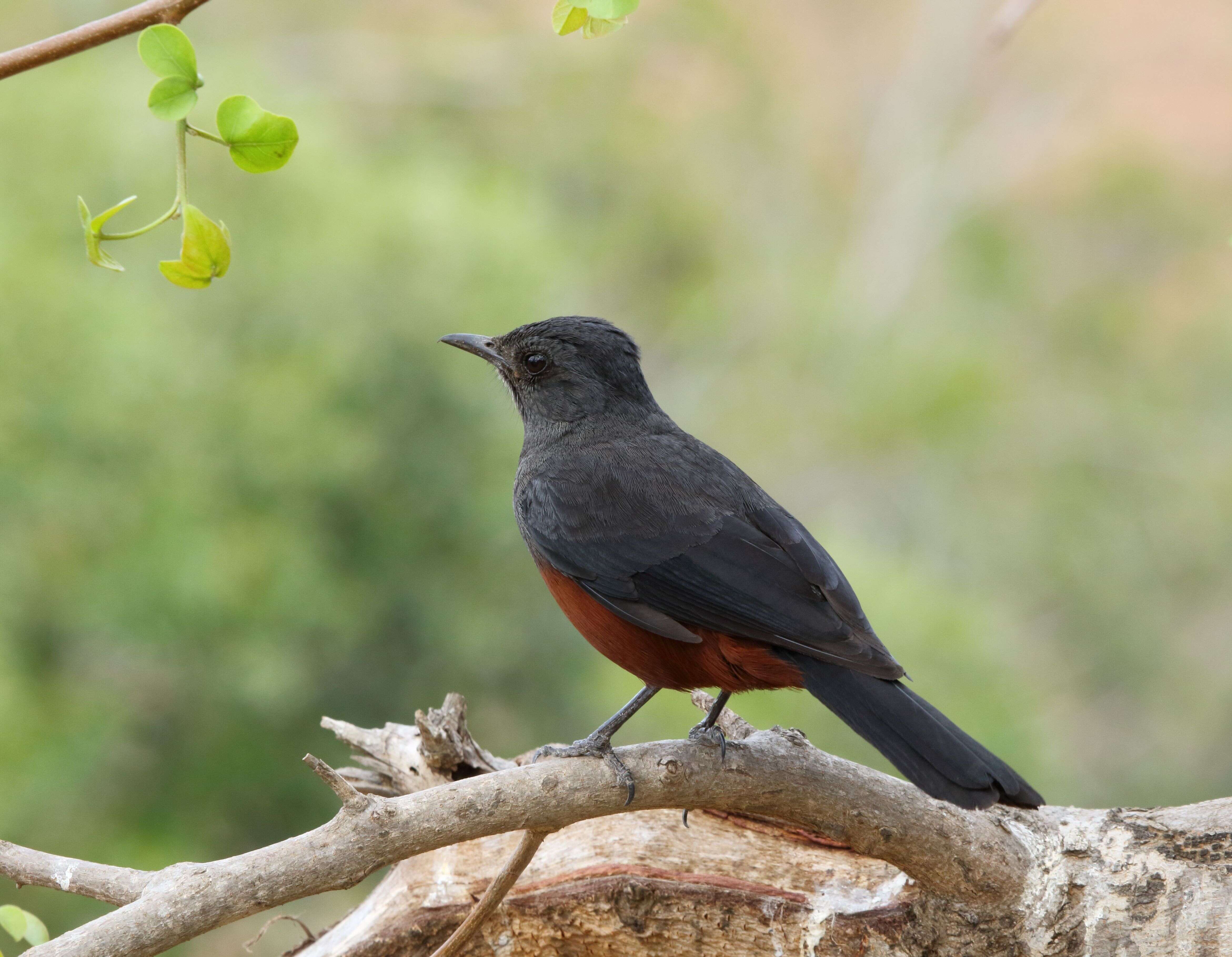 Image of Thamnolaea Cabanis 1851