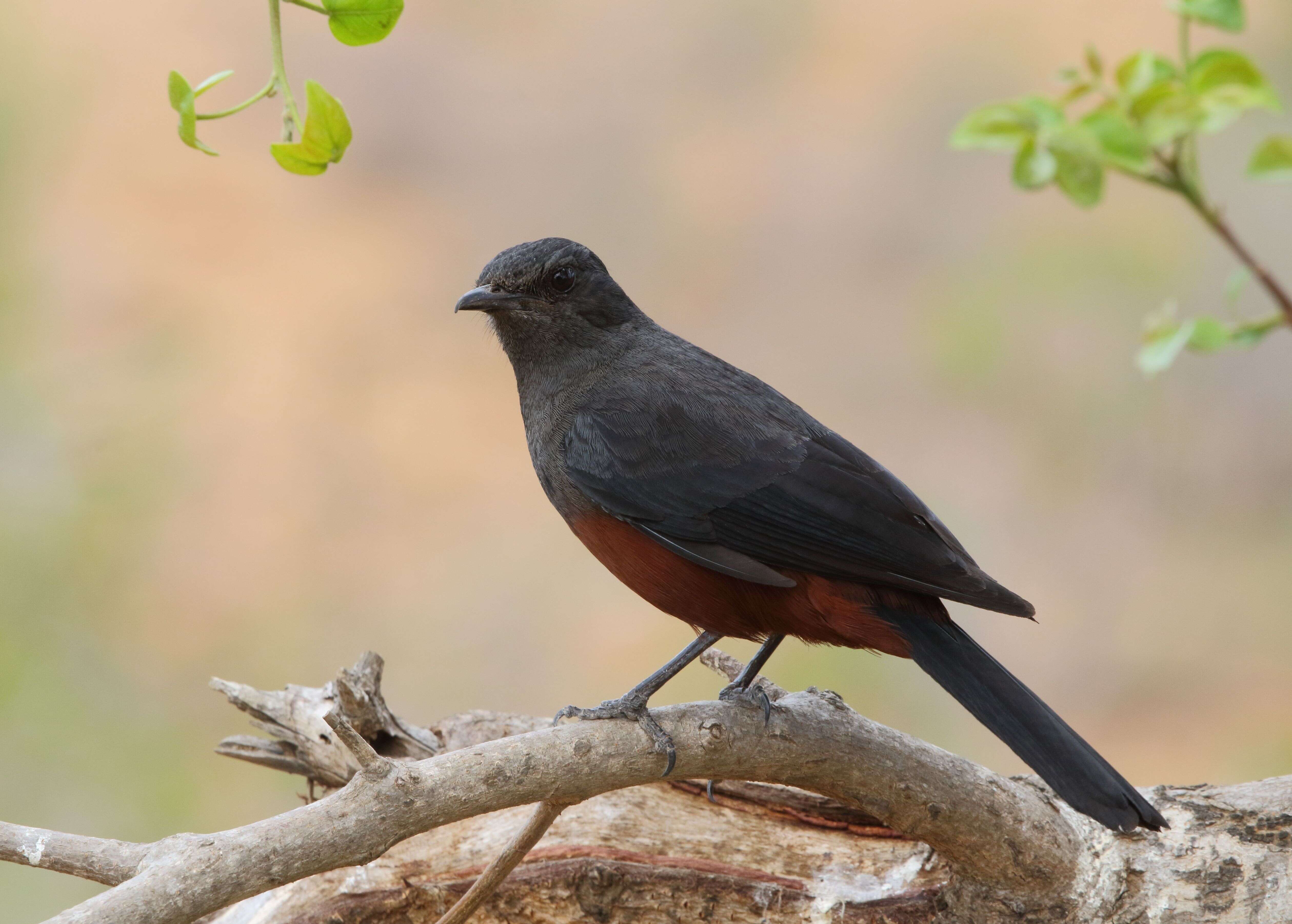 Image of Thamnolaea Cabanis 1851