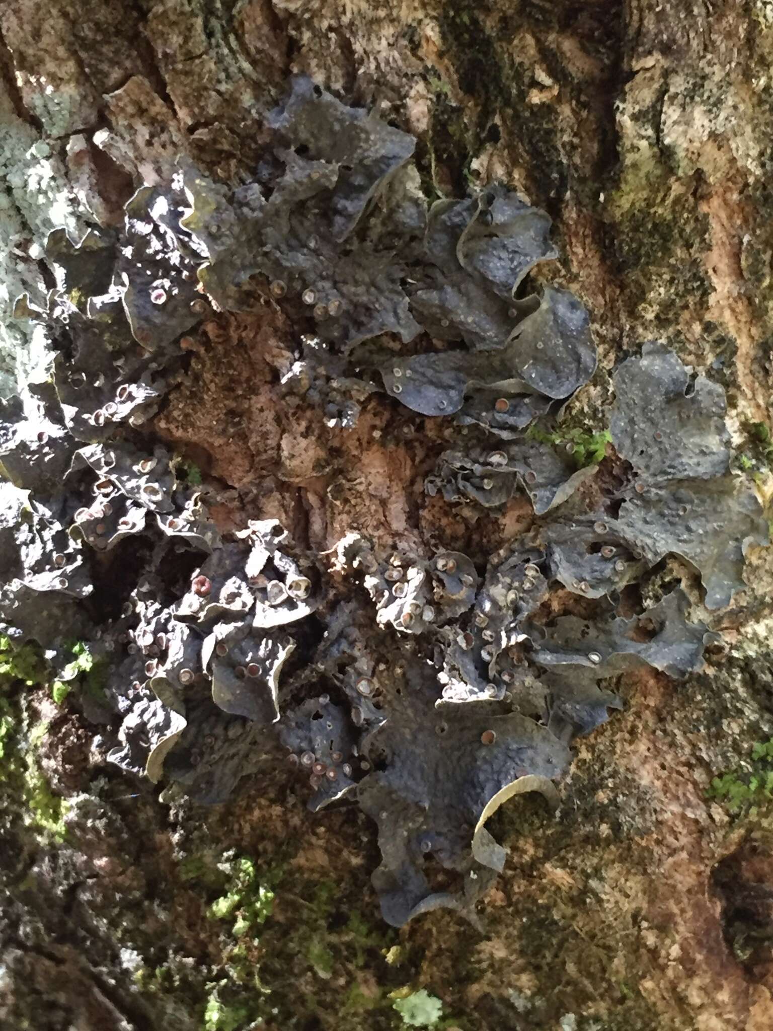 Image of skin lichen