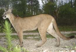 Image of Puma concolor coryi