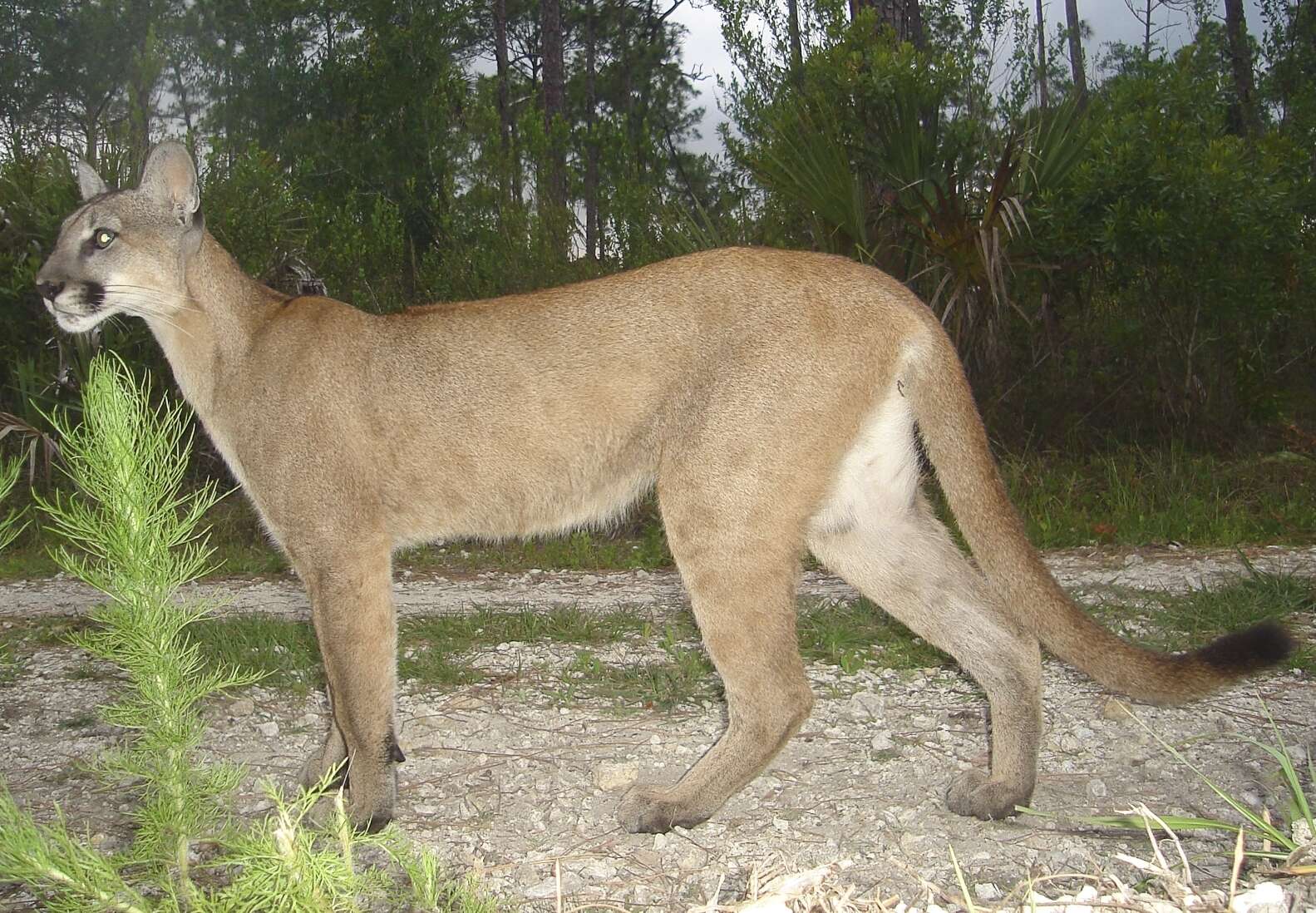 Слика од Puma concolor coryi