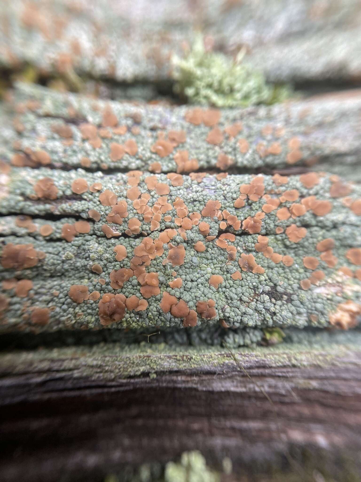 Image of granular trapeliopsis lichen