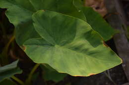 Image of Asian taro