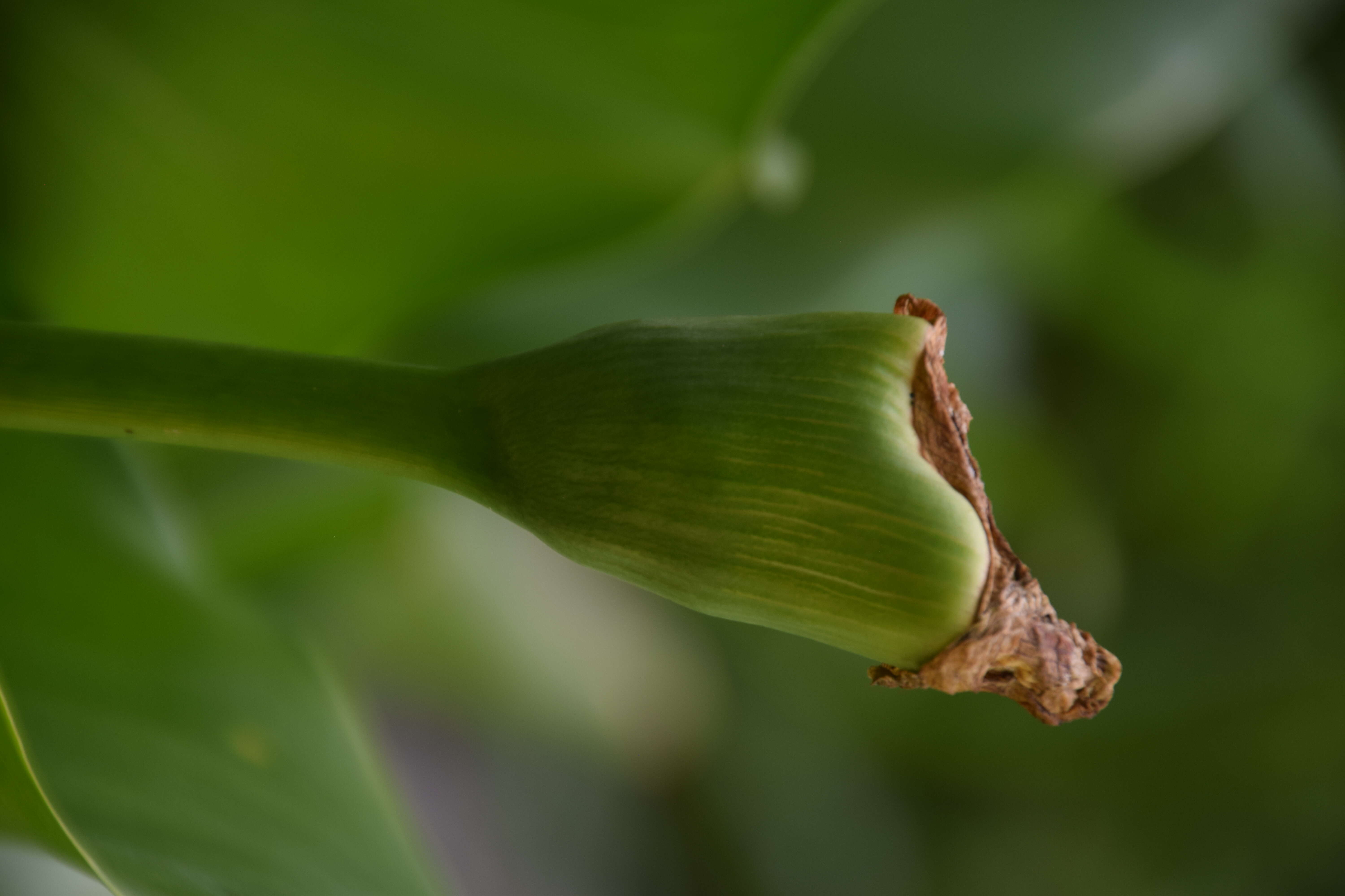 Image of Arum lily