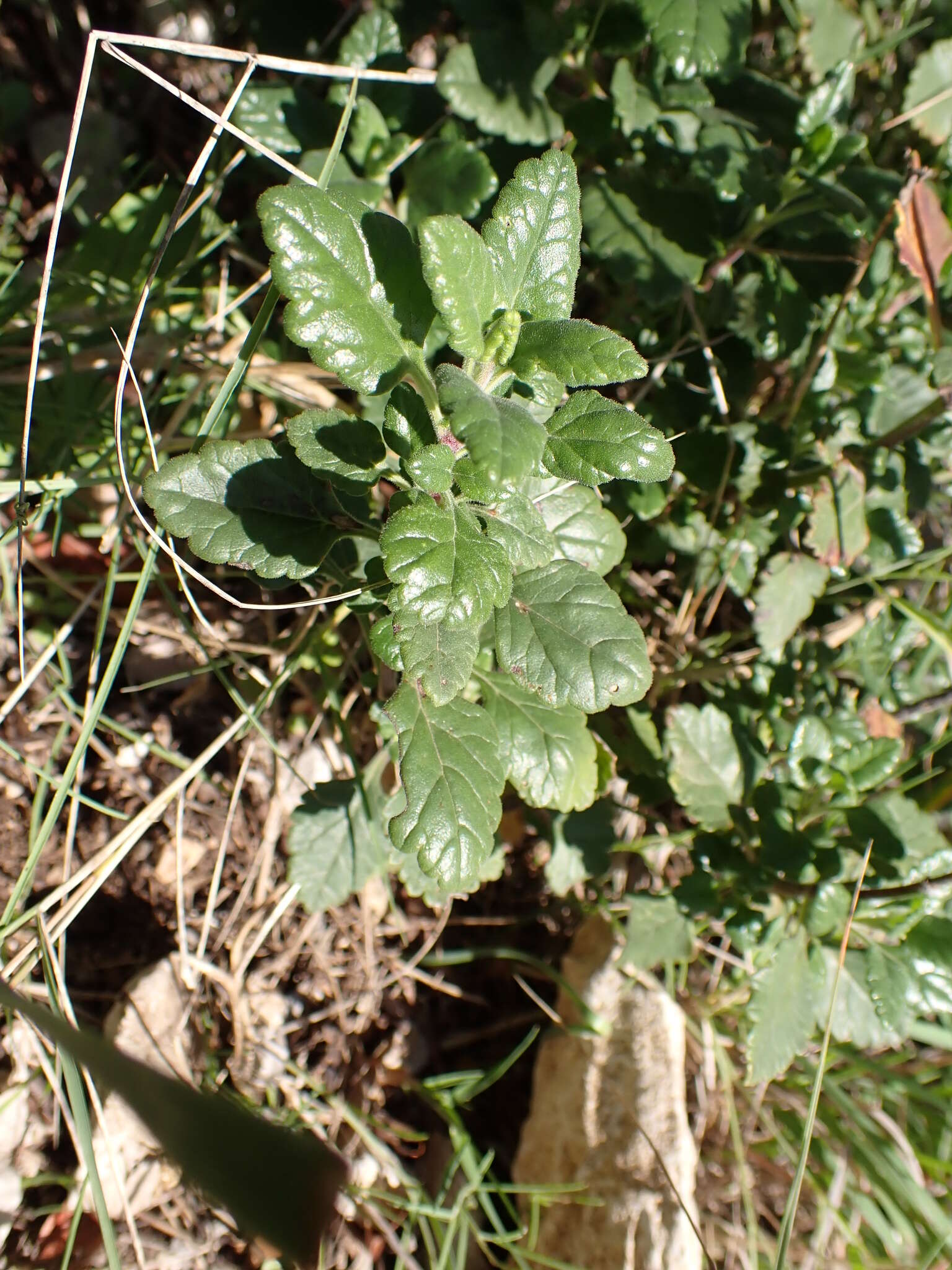 Image of Teucrium flavum subsp. flavum