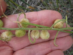 Image of Trachyandra sabulosa (Adamson) Oberm.