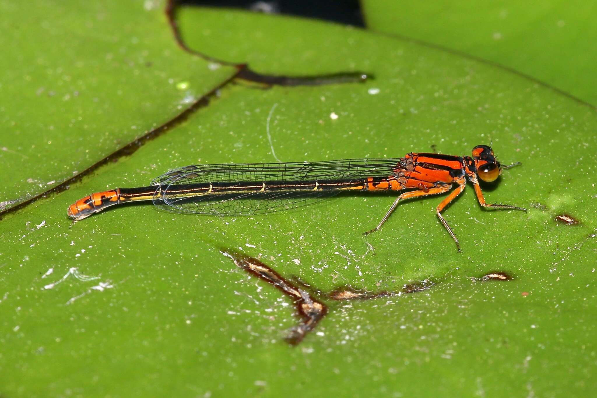 Image of Lilypad Forktail