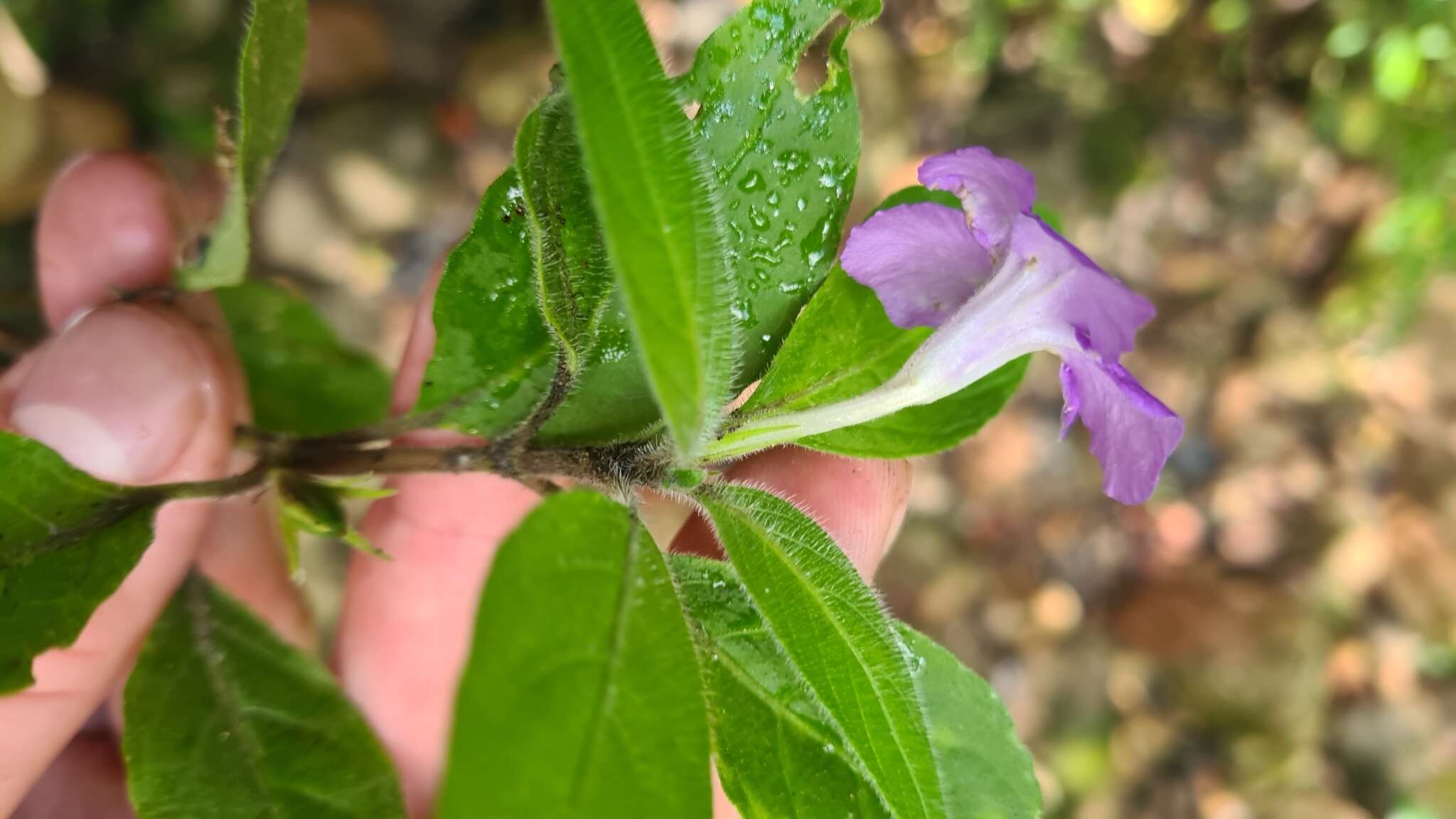 Imagem de Ruellia longepetiolata (Oerst.) Hemsl.