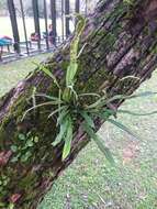 Image of Weeping Fern