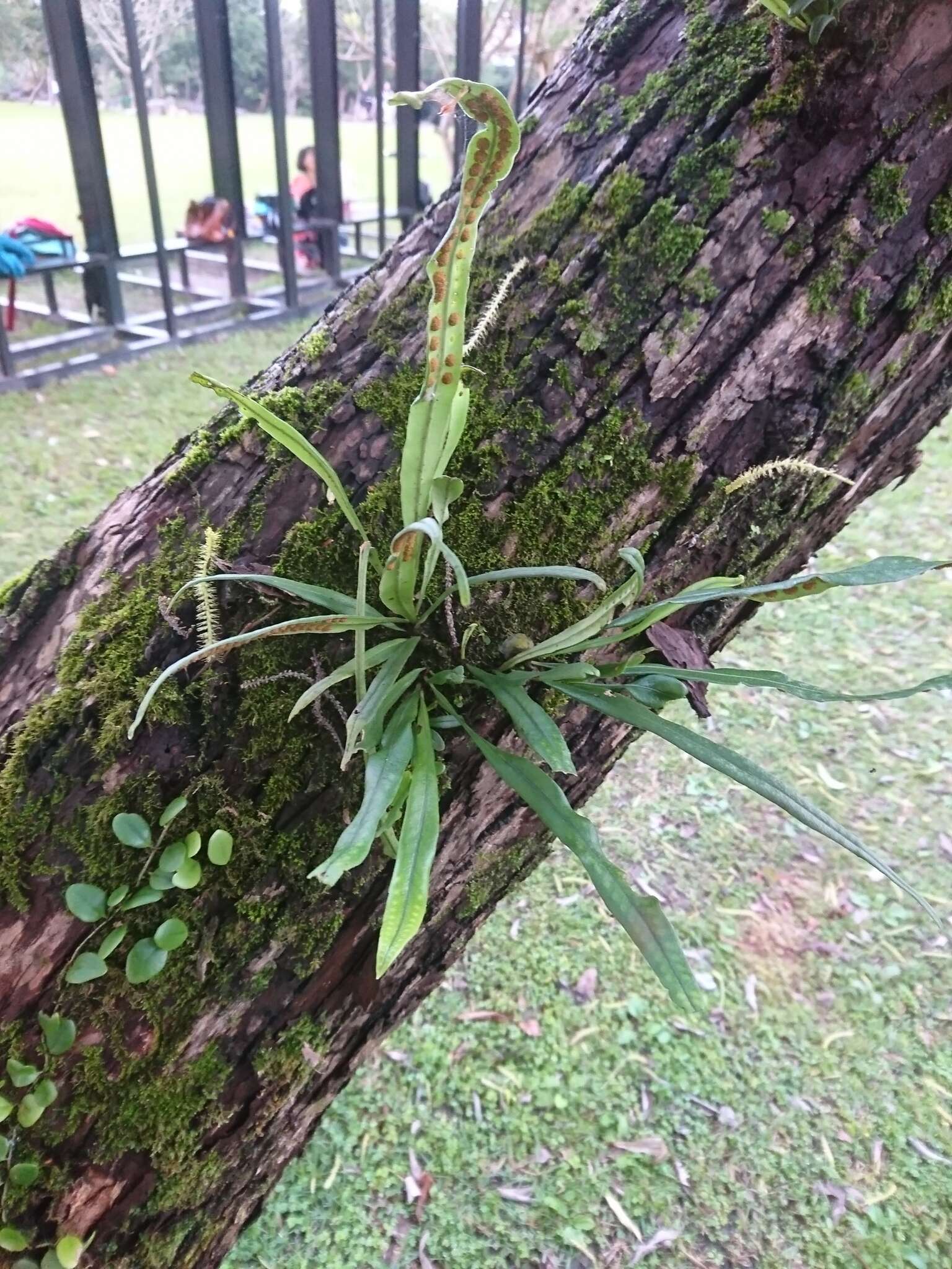 Image of Weeping Fern