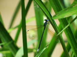 Image of Amber-winged Spreadwing