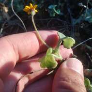 Plancia ëd Chrysanthellum pilzii J. L. Strother