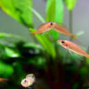 صورة Paracyprichromis