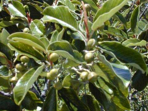 Image of Hawai'i kauilatree