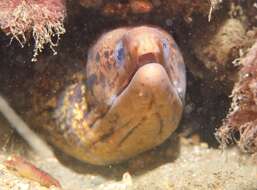 Image of Australian moray