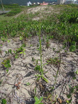 Image de Pterocaulon lorentzii Malme