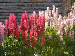 Plancia ëd Lupinus polyphyllus Lindl.