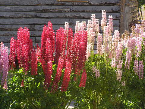 Plancia ëd Lupinus polyphyllus Lindl.