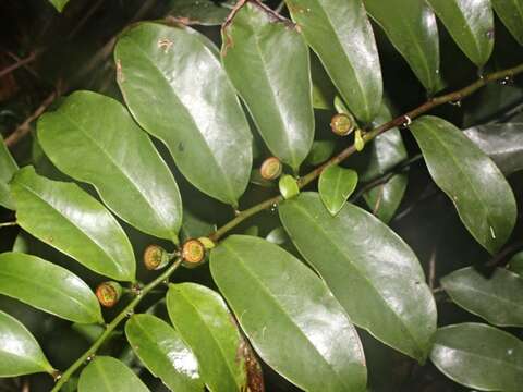 Image of Eupomatia laurina R. Br.