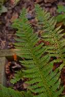 Image of hard shield-fern