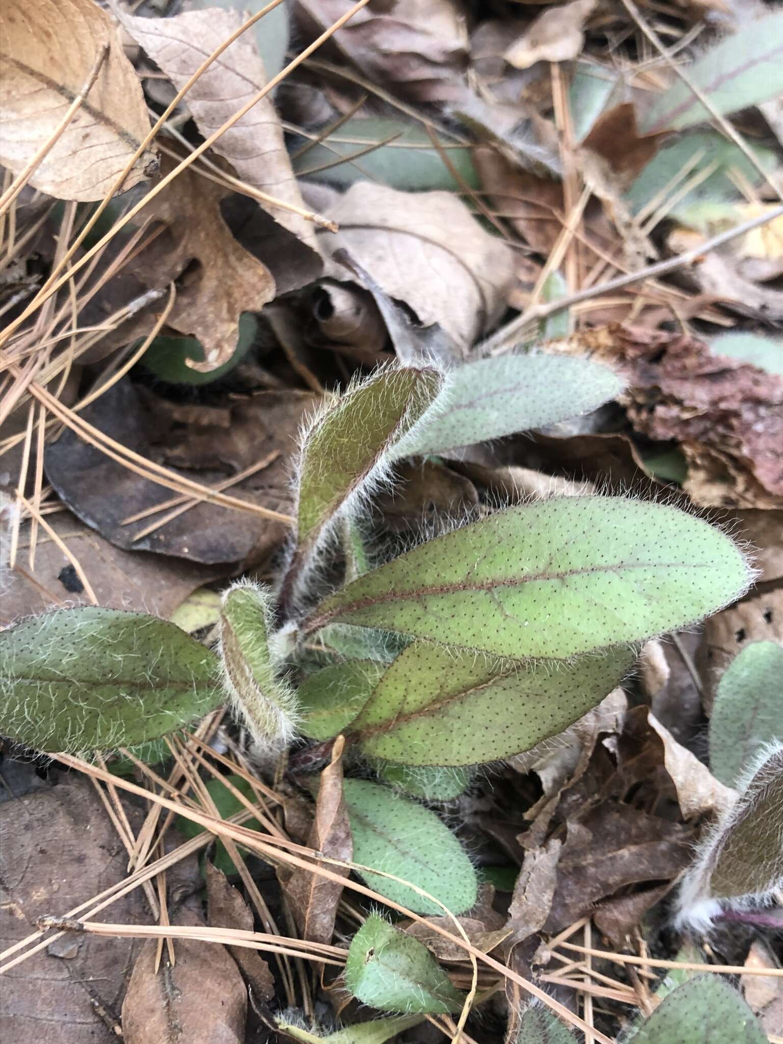 Image of Maryland hawkweed