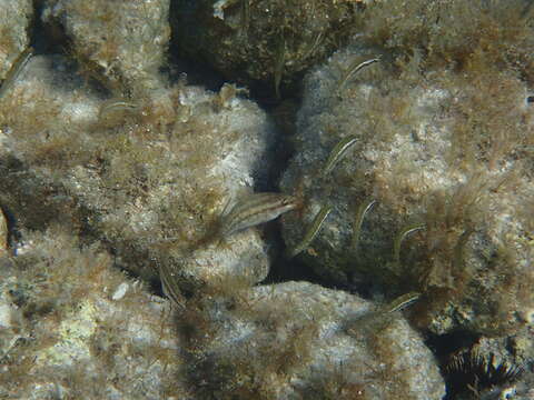 Image of Ocellated Wrasse