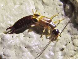 Image of African earwig