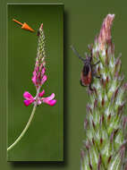 Image of Deer tick